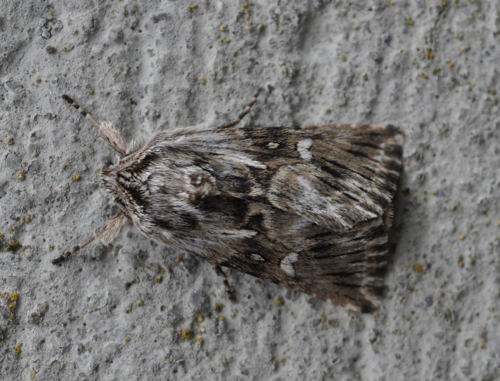 Noctuidae:  Calophasia lunula